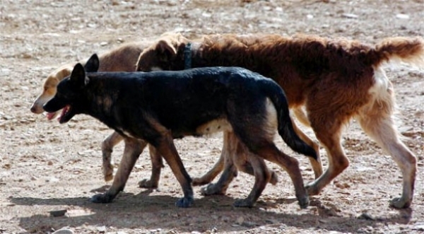 Castraciones caninas en San Antonio