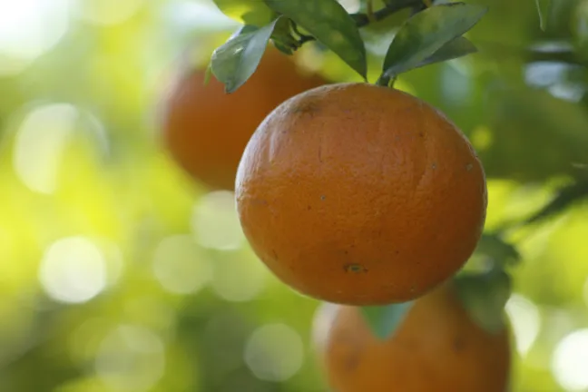 citricos